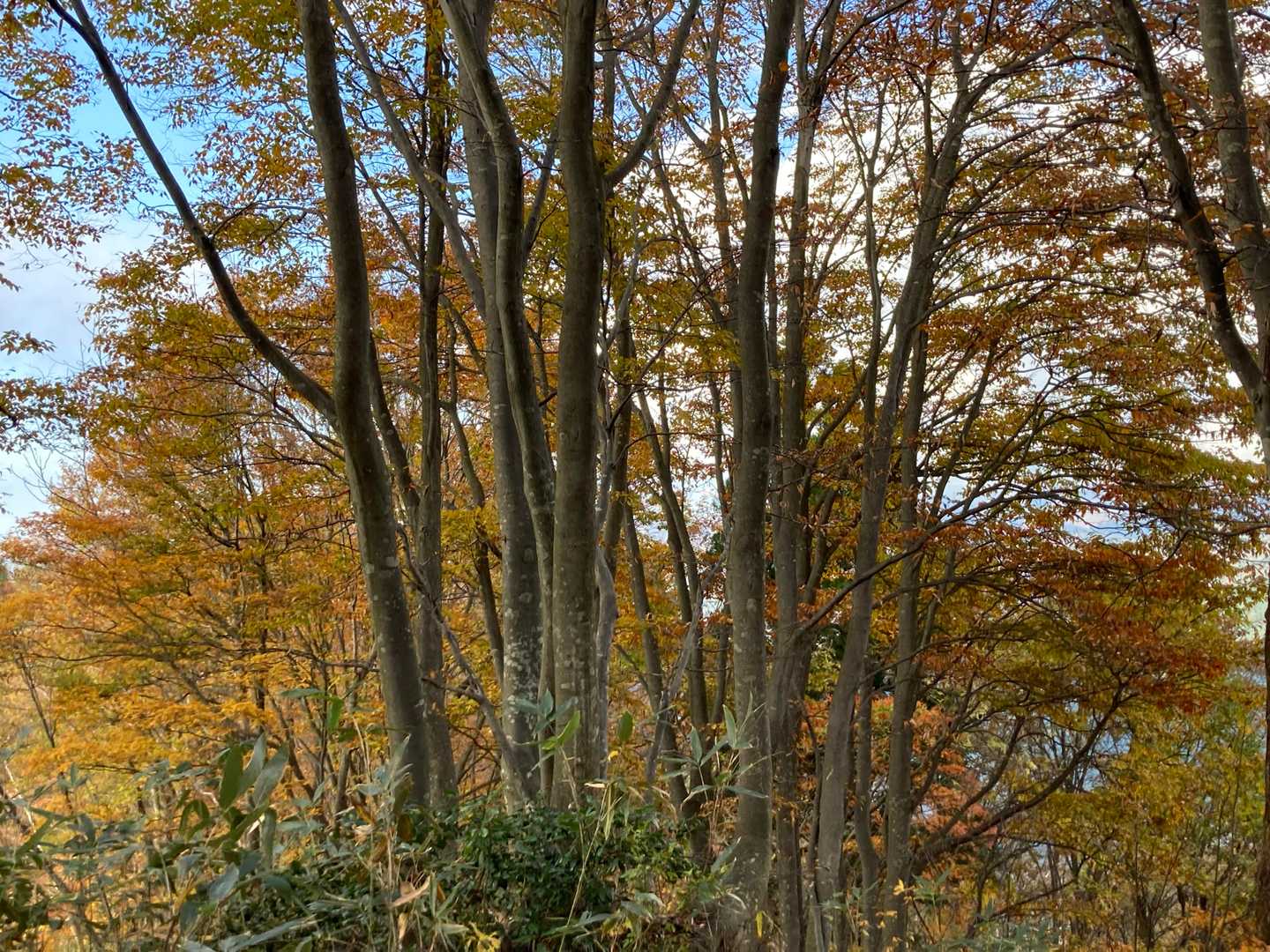 鳥越峠-大辻山 往復コースの写真