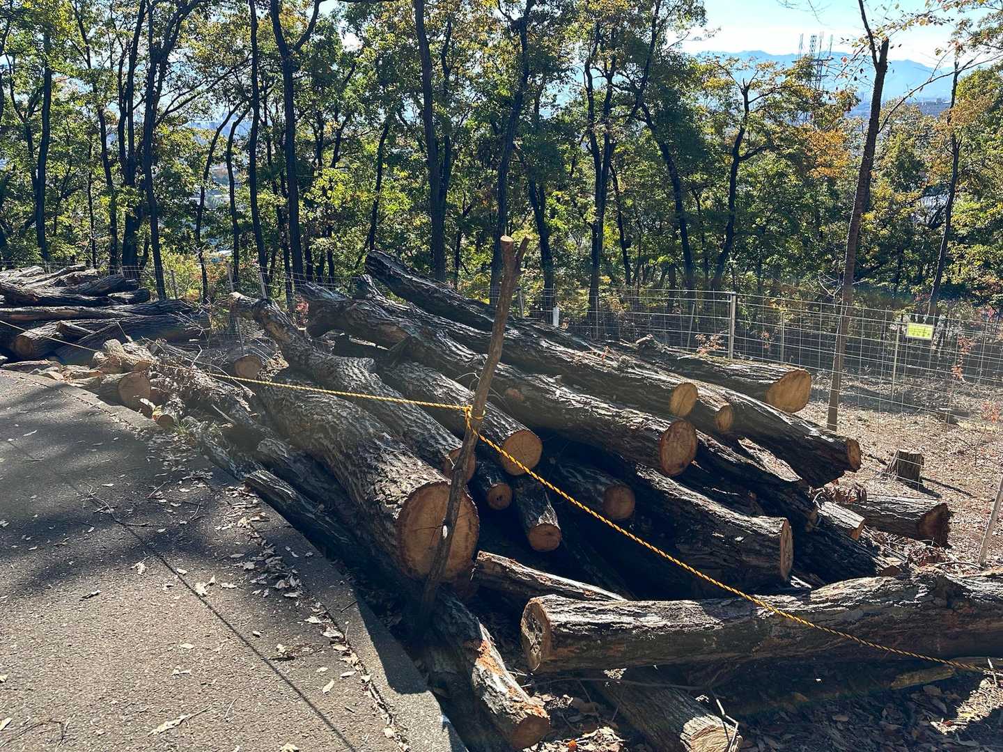 八王子山往復 | 街から歩ける白い巨岩の特等席、甲府盆地と富士山を見下ろす開放感の写真