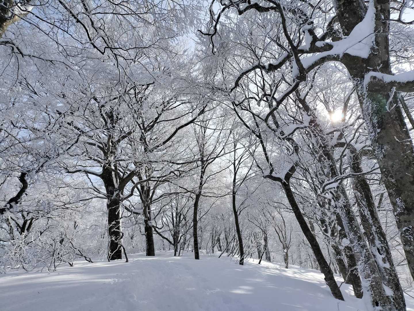 キラキラ雪景色