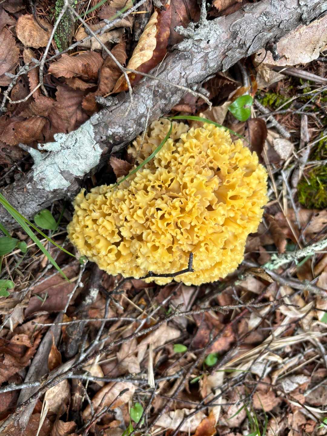 美味しそう？