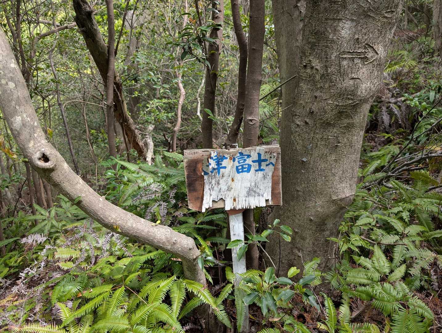 袴腰山 周回コースの写真