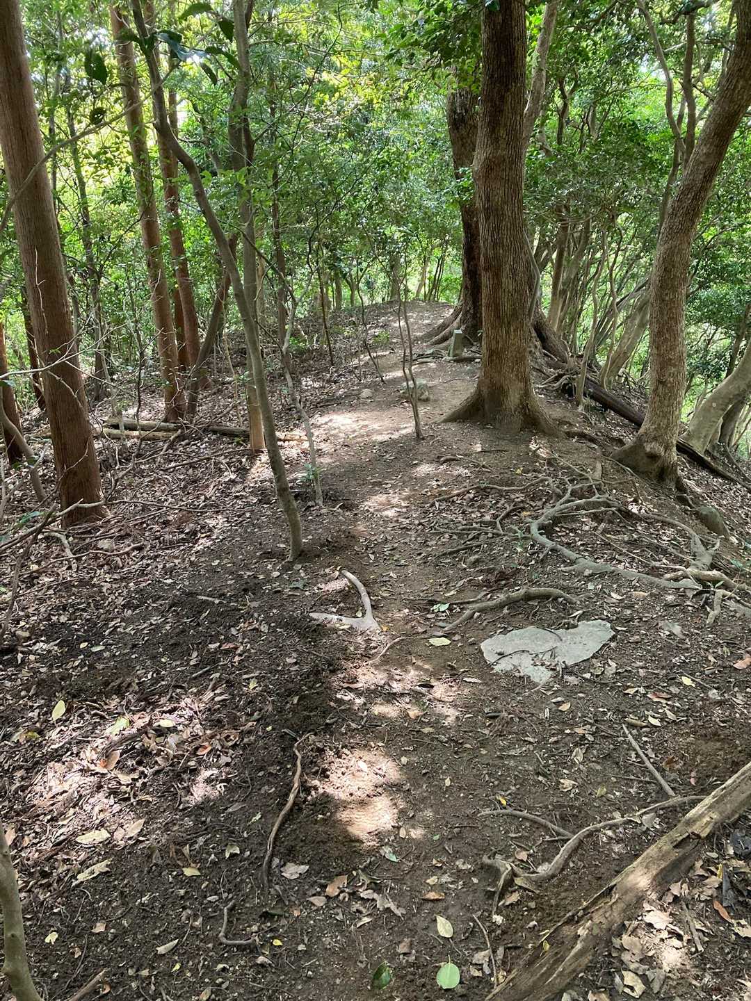 この山はほぼほぼ自然林で覆われている。展望のきくところは少ないが、樹林帯の中を歩くのが好きな私には天国。
この後、踏み跡がしっかり付いているのでどんどん下っていたらルート外れのアラームが！！あちゃー、間違ったらしい、と少しドキドキ。後戻りしてYAMAPのルートを探すが見つけられず。しばらくウロウロしたが意を決してそのまま下ることにした。