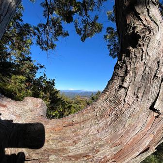 御嶽山撮って戻ります

ここからの坂で
ショートカットしようとして滑りました
2メートルも滑ってないけど怖かった

急がば回れ、いや
回らないまでも登った道で下りましょう☝️