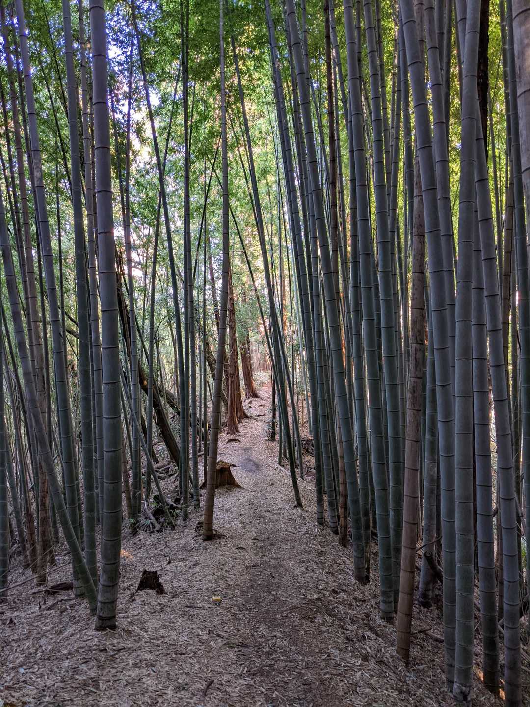 本日の1番の癒された竹林の道
日光を浴びながら竹🎍の香りと
気持ち良かったです😆
この後笹藪を抜けて向山尾根ルート入口を出て舗装道路を十日市場駅まで歩いて終了です😚
今日もいい時間を過ごせました😌　健康に感謝です💪👊😁
