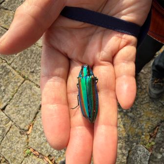 タマムシが死んでました