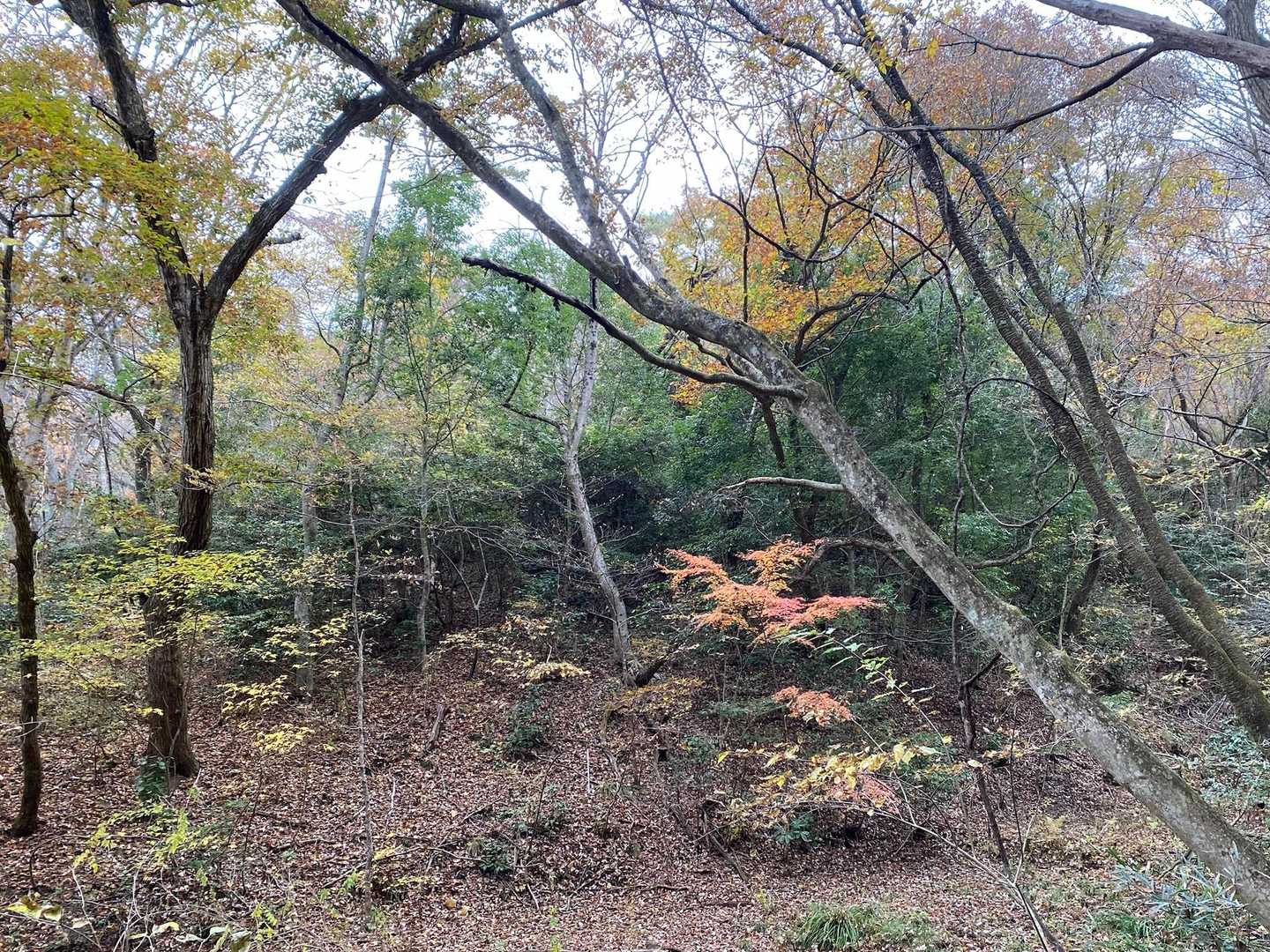 紅葉🍁してるかな