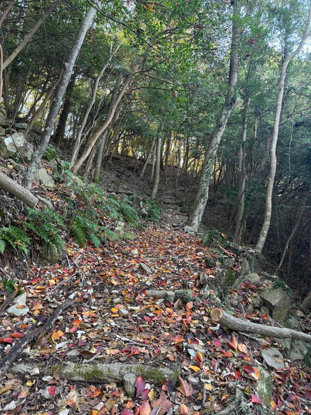 ここも秋色ですね🍁