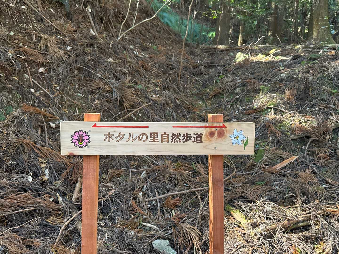 これからはホタルの里自然歩道✨