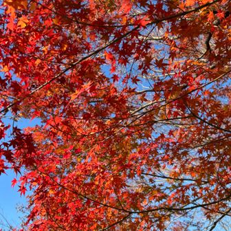 青空に映える🍁に大満足