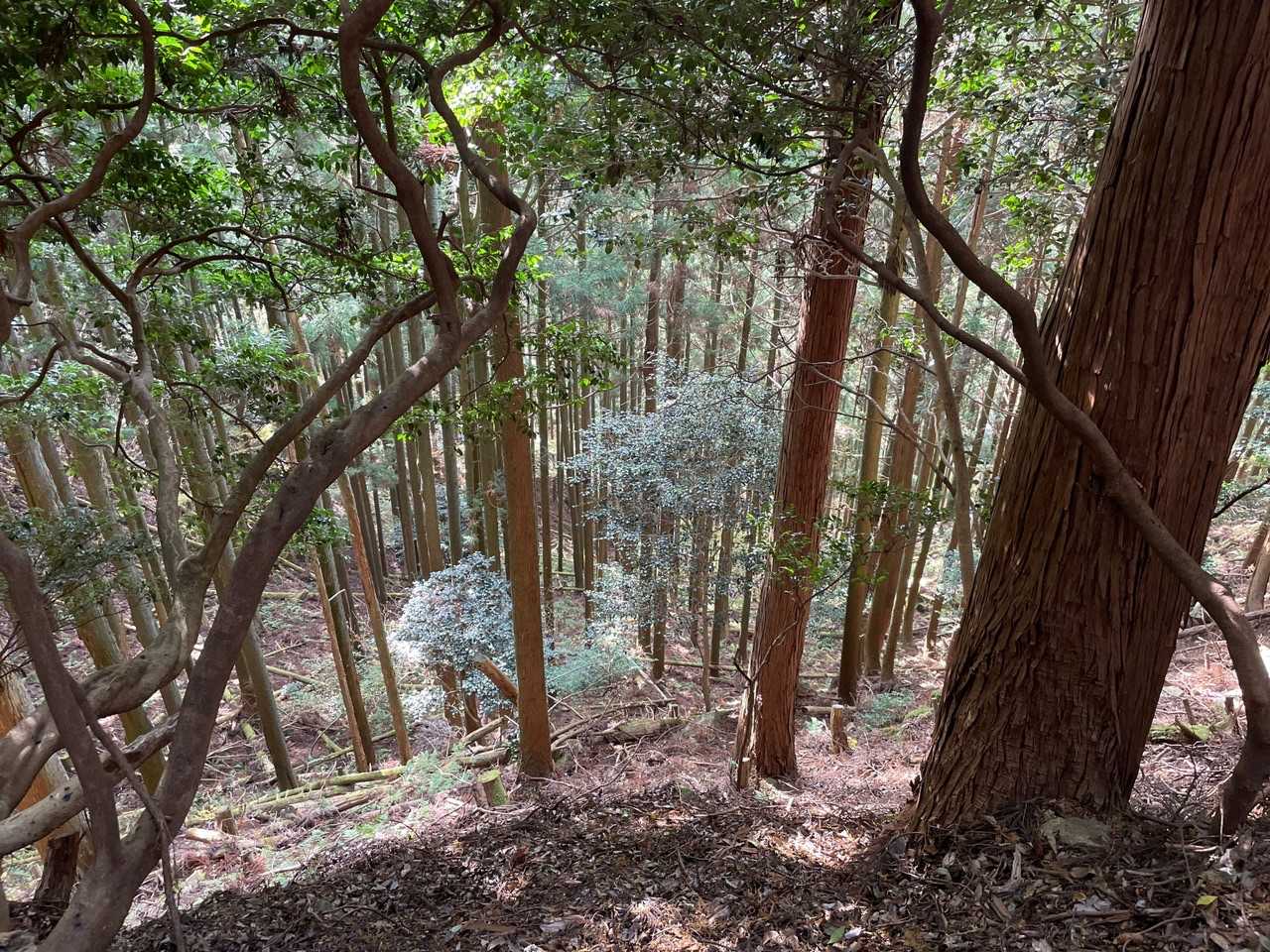 さあ、帰りましょ。
しかし、10時過ぎから登ってくるハイカーさんの多いこと！　山頂にベンチもあるからお昼🍱に合わせて登ってこられるのかな😊