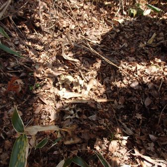 鹿の骨が。大分前の痕跡
