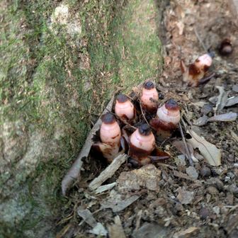 これらしい
グーグル写真で見るものより周りの花弁？は取れてしまっていた