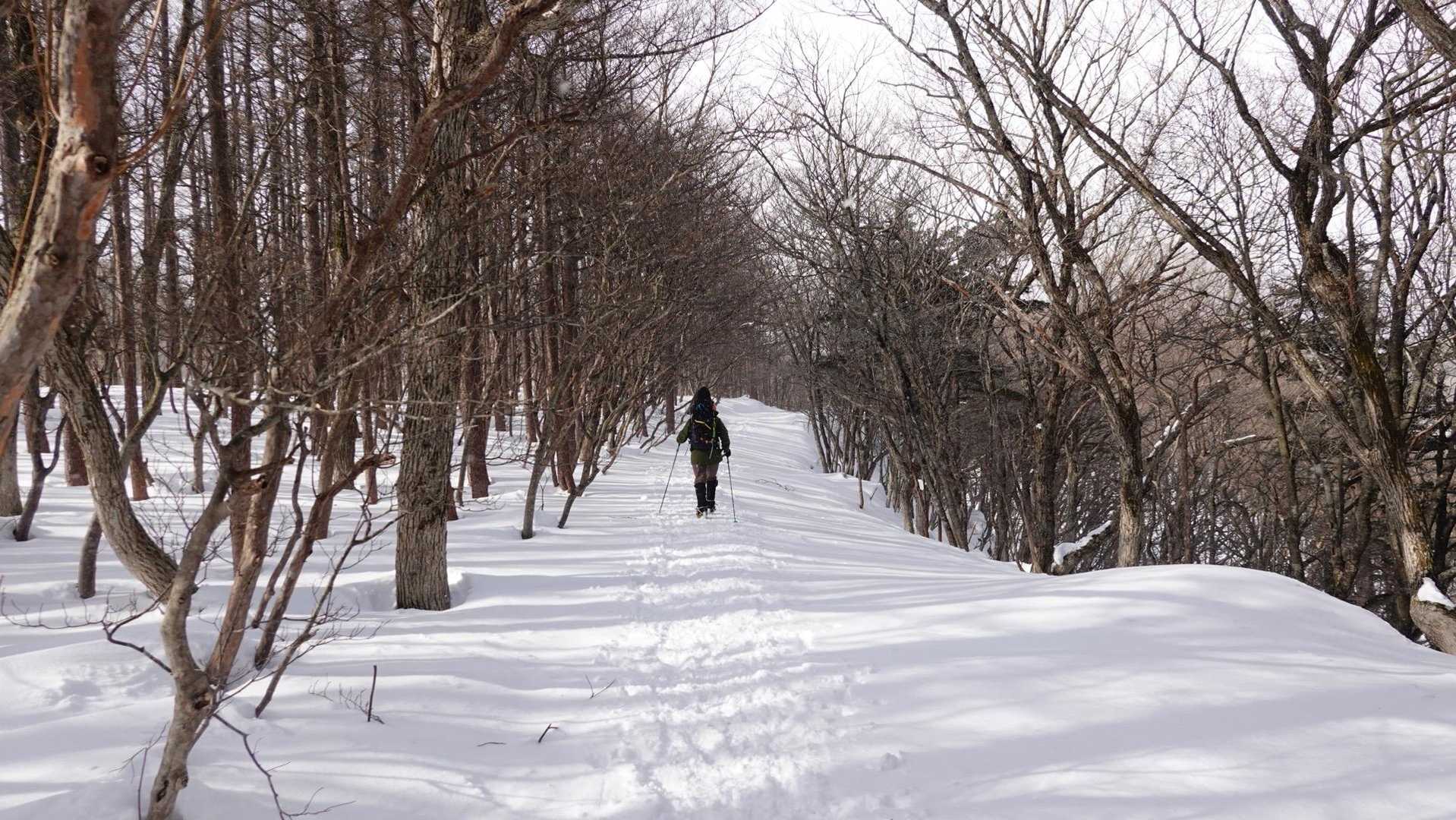 樹林帯を緩やかに登る