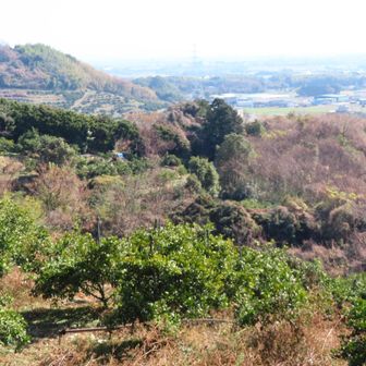 ミカン畑が残っていた。