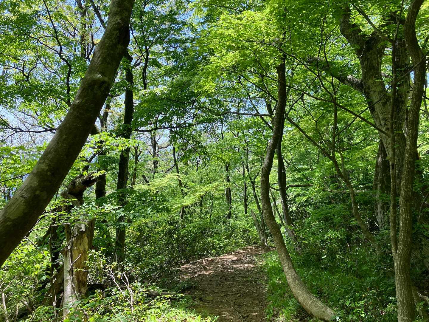 緑がきれいな道。

疲れもたまっていましたが、気持ちよく歩けました。