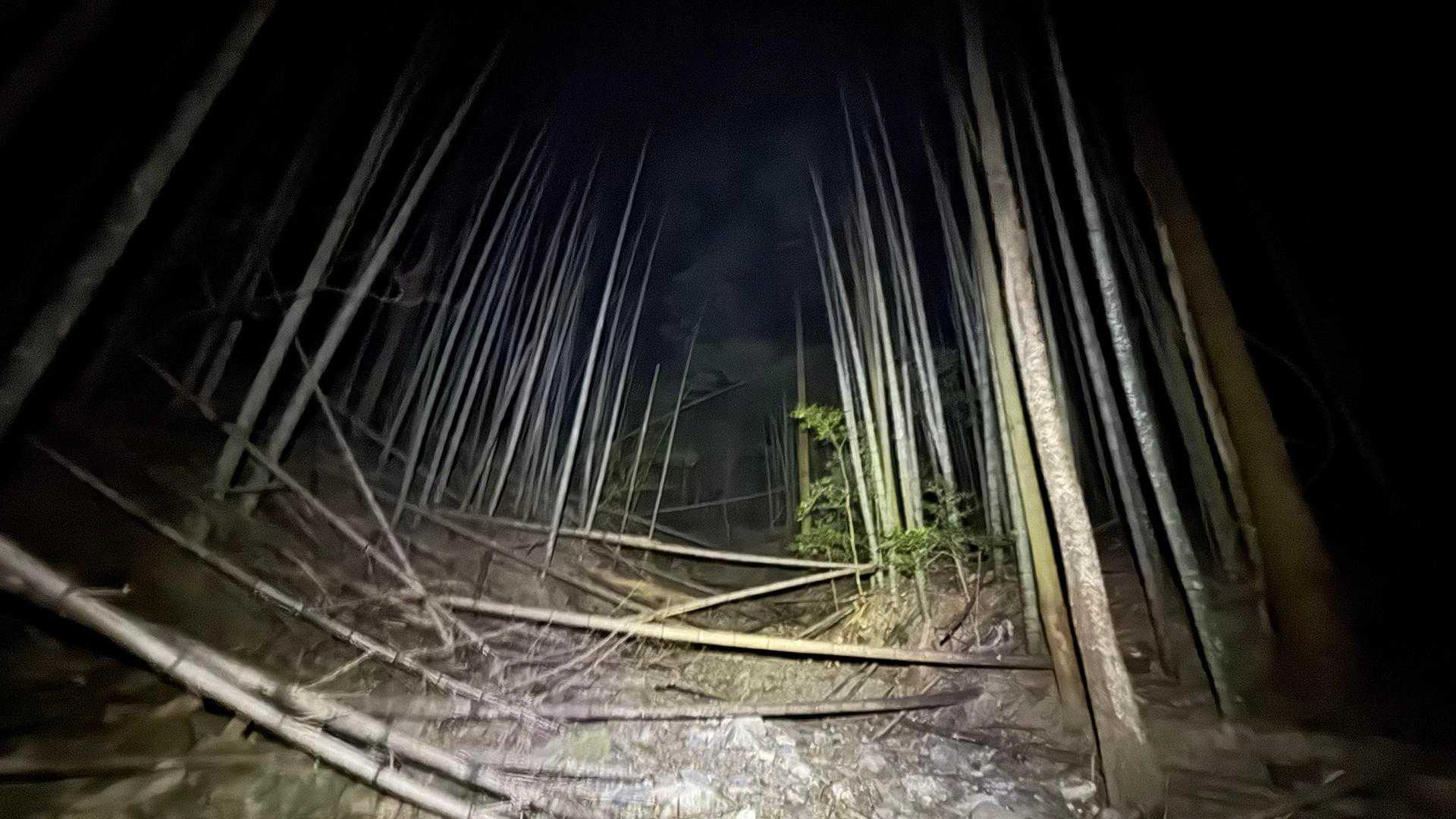 昨日あったかかったので虫や獣が元気良いかなと思っていたけどやたら静かだった。
無音の世界。