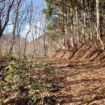 登山道
スノーシュー、アイゼン、チェンスパを持って来たが本日の山行には不要って感じです。
ザックは14㌔
