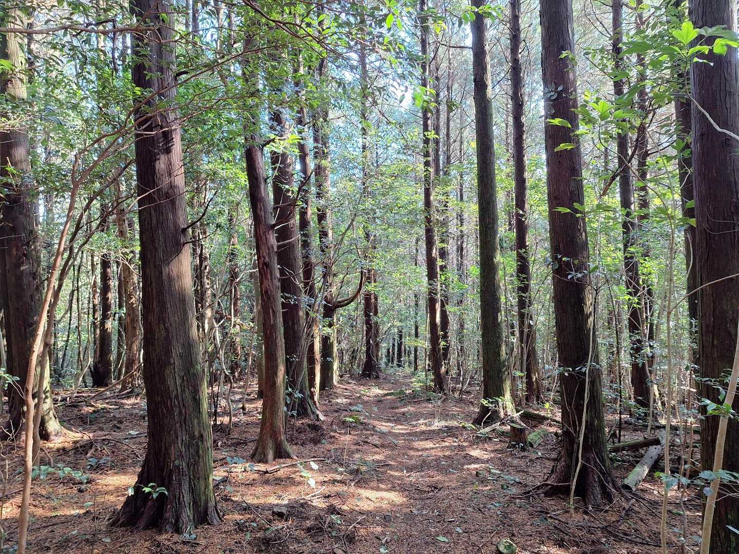帰りは、やや細い登山道を歩く。