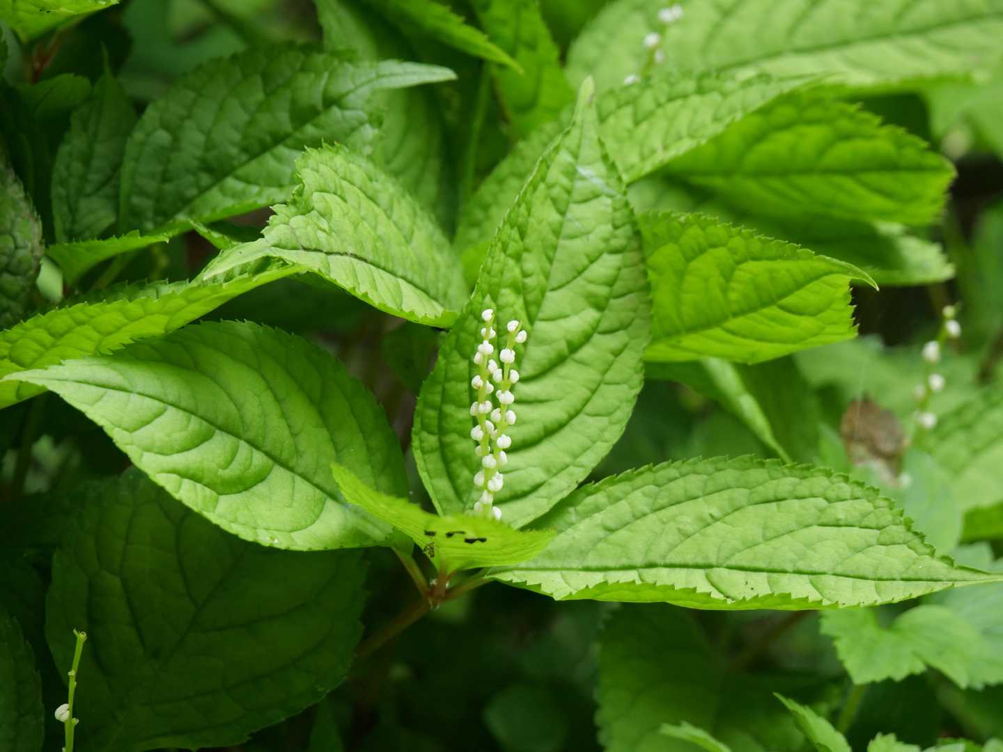 【フラット登山】ススキの草原から大阪湾を望む・ダイヤモンドトレールの写真