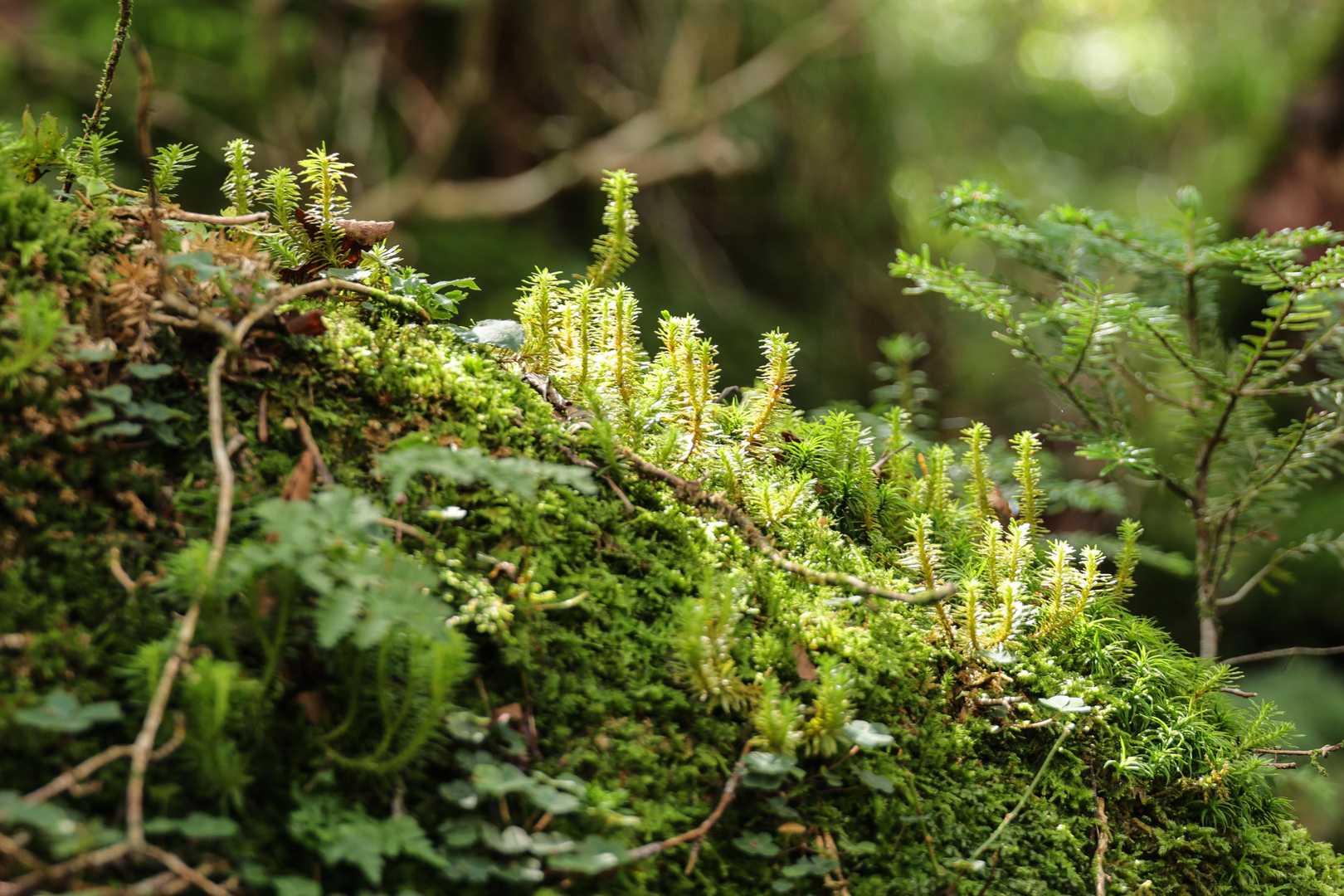 ずっとずっと苔の世界を歩けるのも楽しい！