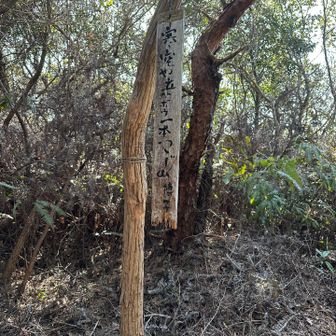 立ベボウ一本つつじ山