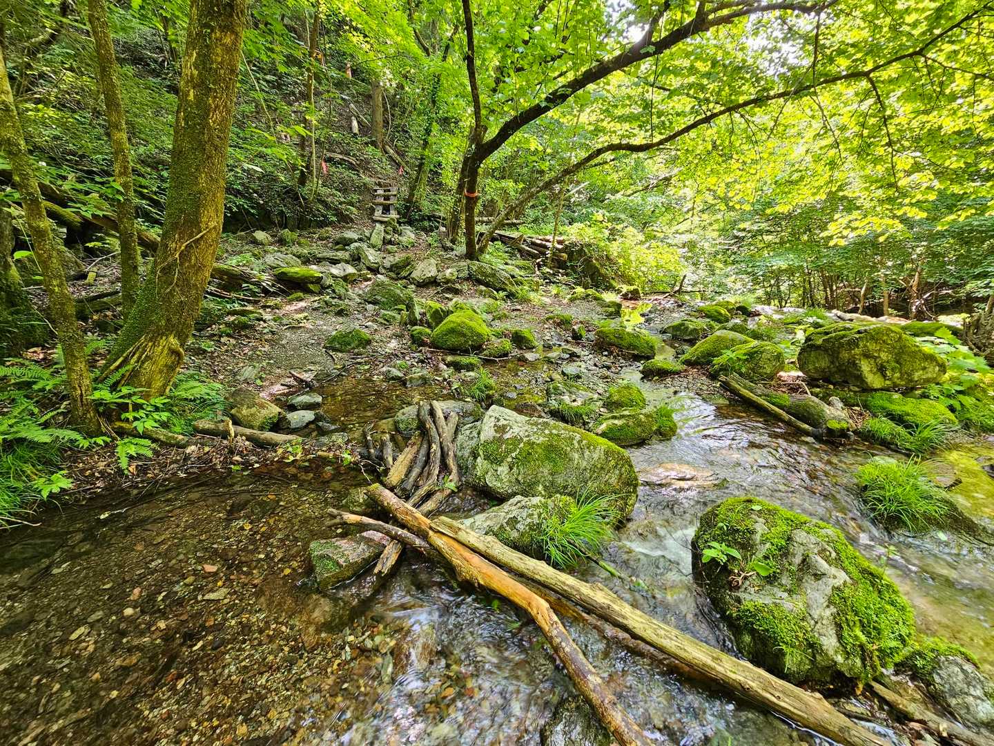 この木の上を今度は歩く💦

ここを渡ったら林道に上がって
今度は長い林道歩き