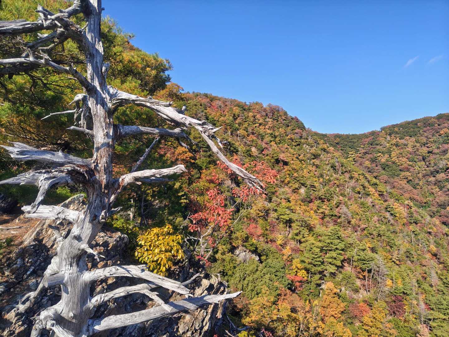 でも、この見晴らしと彩りですよ🍁
山一面が紅葉一色って感じです✨