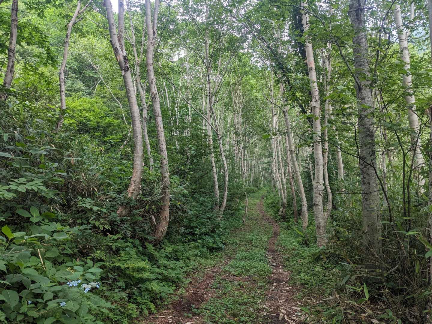 天塩円山-天塩岳 往復コースの写真