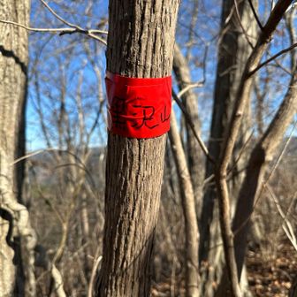 YAMAPの頂上の位置と違いますが、頂上表示がありました。
念のため少し先まで行ってみましたが、三角点は見当たらず。で、活動記録を見ると、黒沢山には到達したことになっていませんでした😢