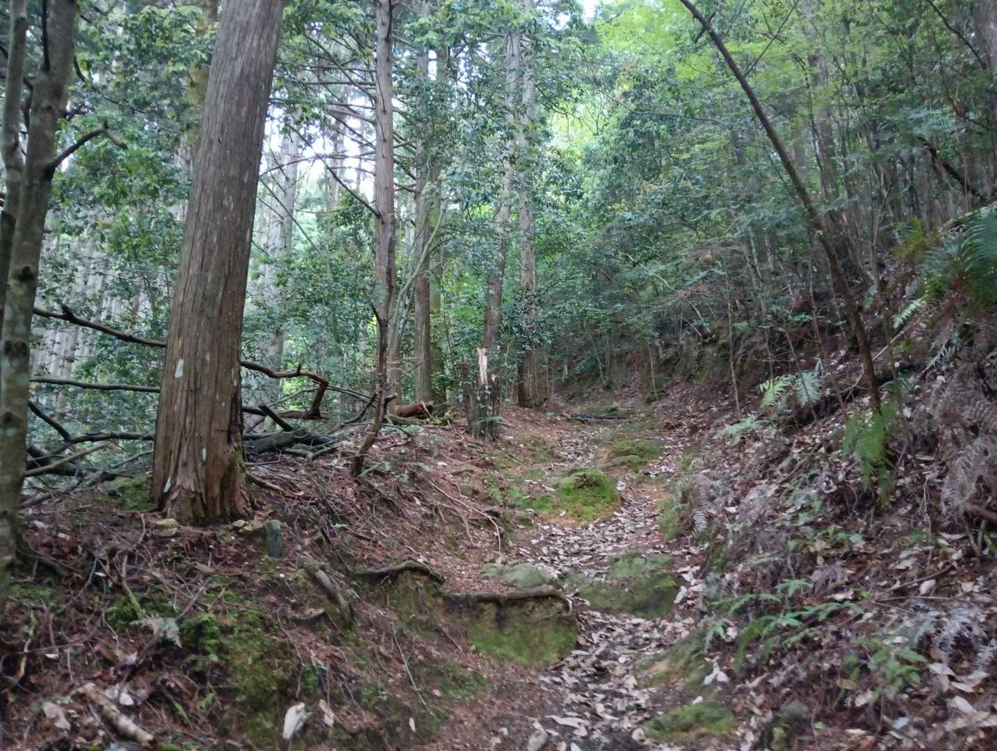 薬王(やっこう)坂への登り