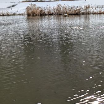 鴨君たち、寒く無いの？