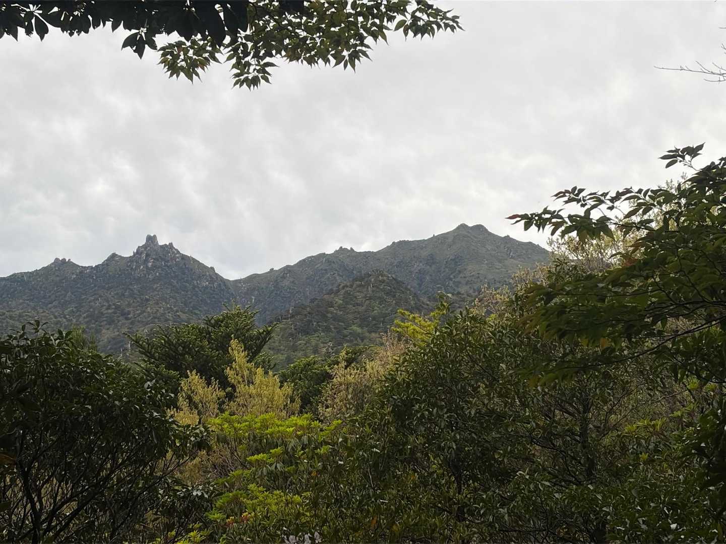 途中1箇所だけ、昨日の稜線が望めた。右が宮之浦岳、左は翁岳