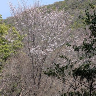 桜かな？なんかこんな景色好き🩷