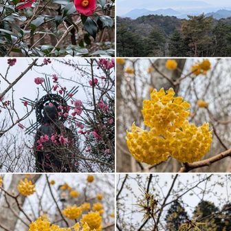 椿。

摩耶山天上寺から明石海峡大橋方向。霧状態。

梅かと。

ミツマタ。恐らく中国産かと。大きい。

マンサク。