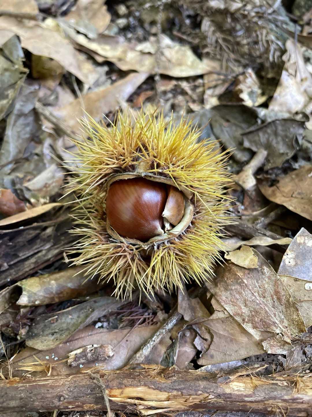秋の味覚発見👀