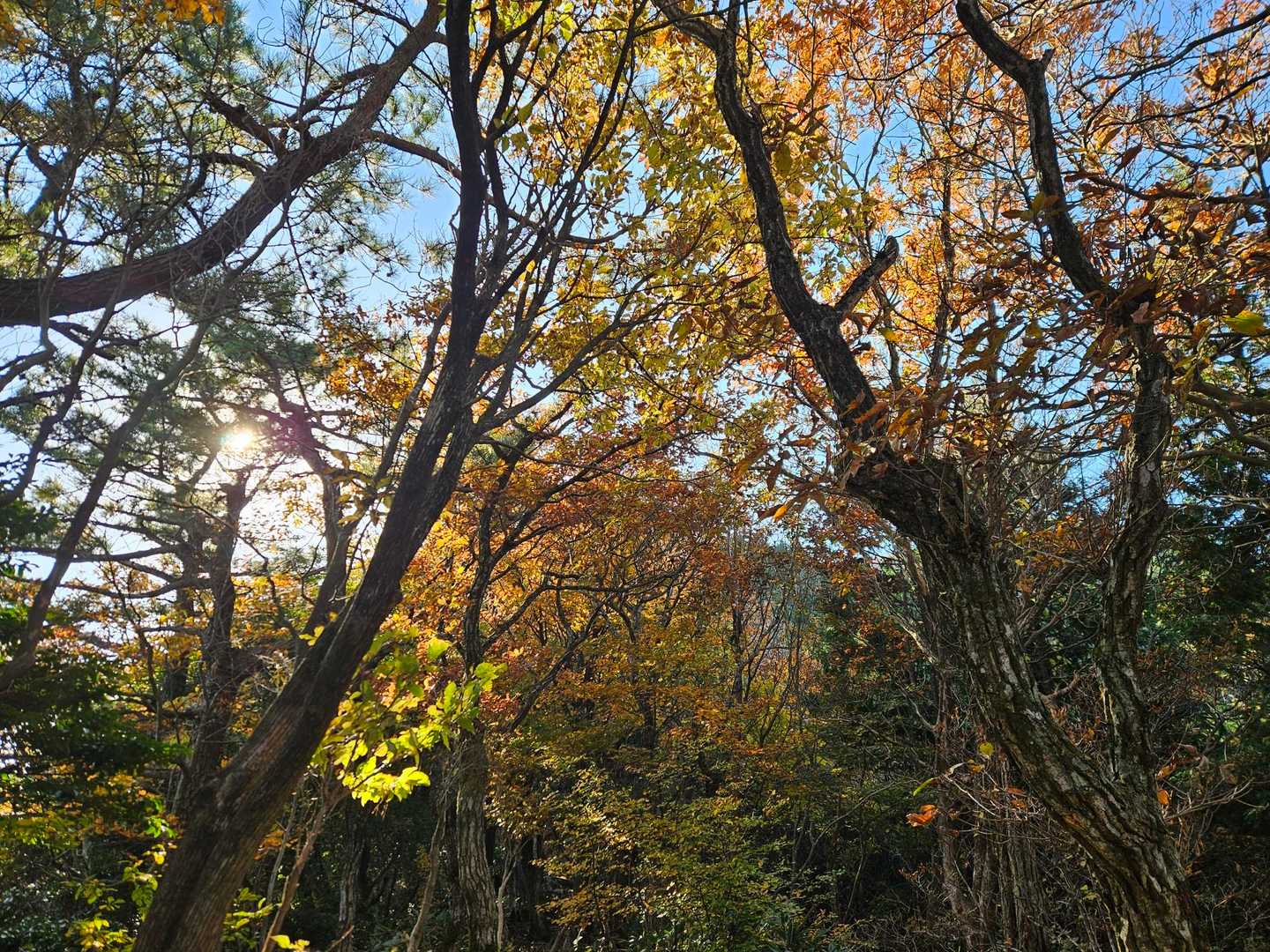 八合目からは紅葉が進んでます