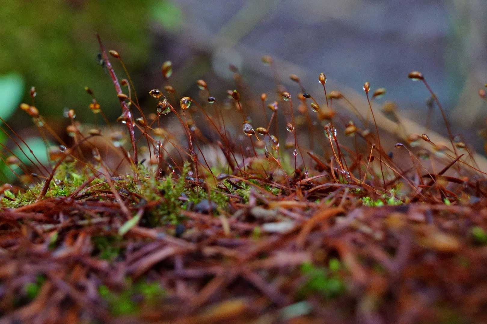 苔に水滴がついてたら、無条件でシャッターを切ります。
