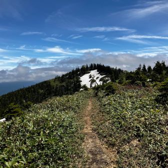 さて苗場山へ戻ります
往路の困難さを思うと気が遠くなりそう💦