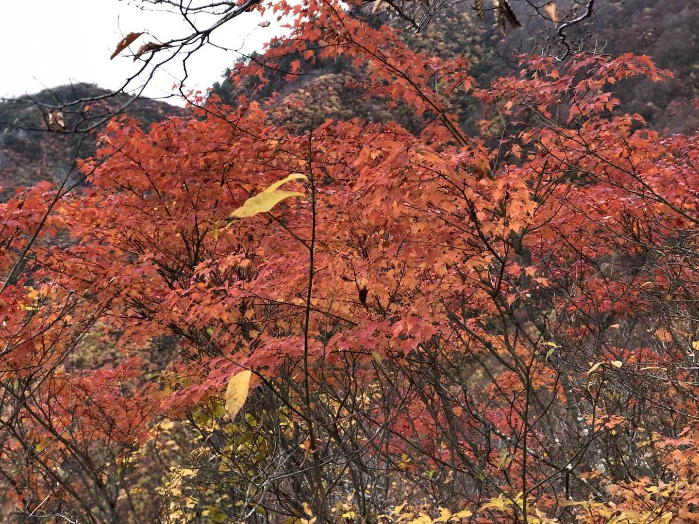時間に余裕ができたので、たっぷりと紅葉🍁を楽しんで帰ることに☺️