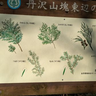 こういう看板は好きだな。サワラ、ヒノキ、スギの葉。よく似たツゲ、モミ、カヤの葉の見分け方は微妙だがよく分かる。