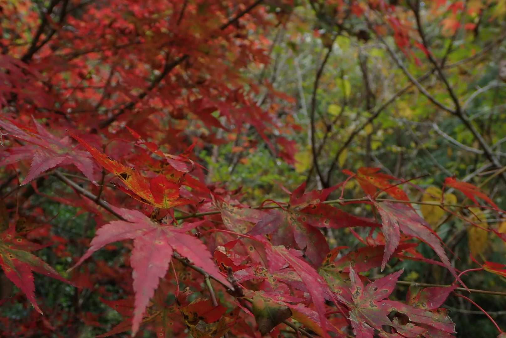 真っ赤な紅葉。