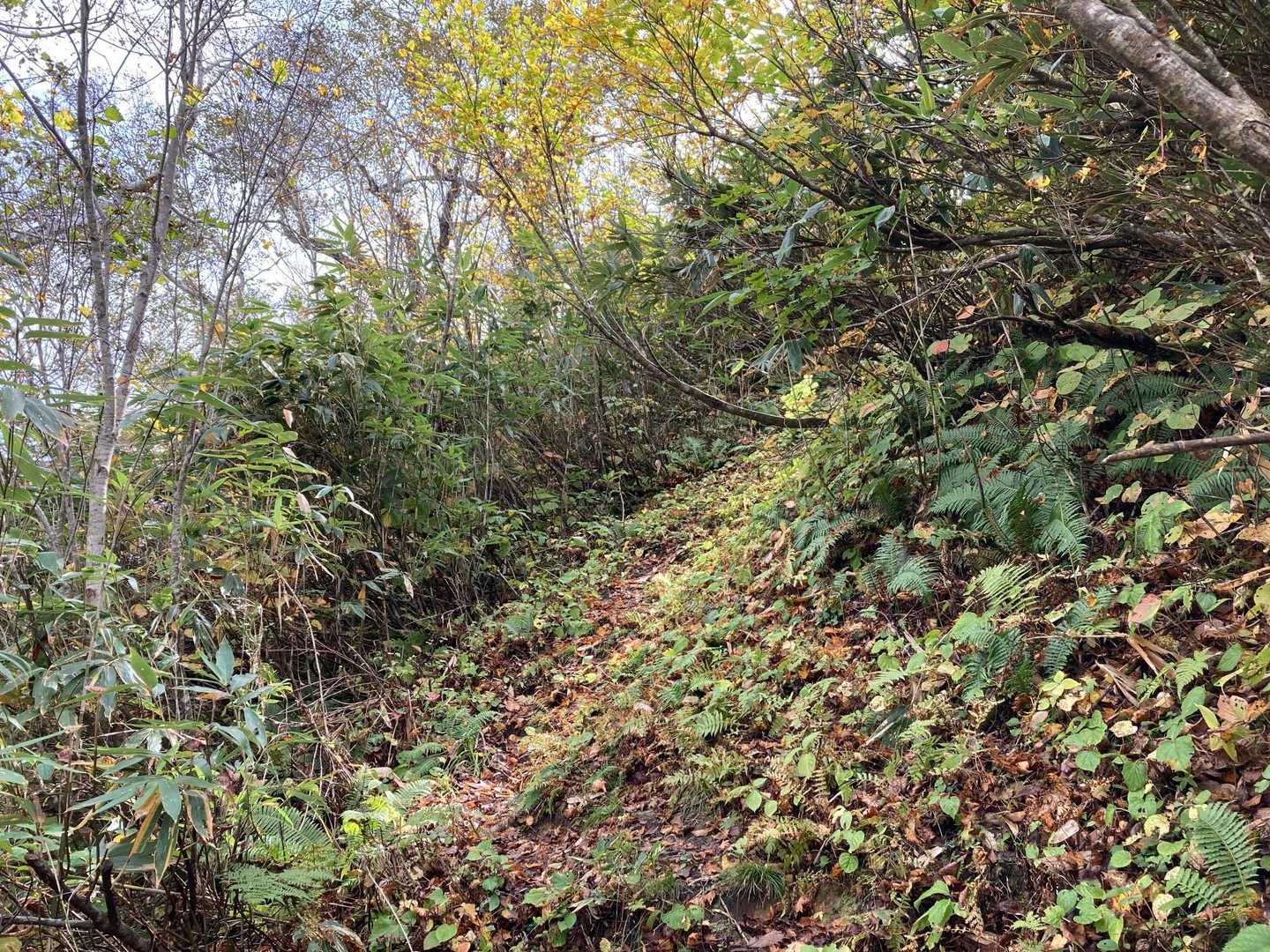 　　　。。。遊歩道が。。
　　　　。。突然、急登の登山道に🥾💦💦💦