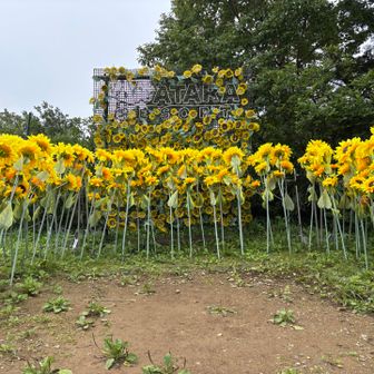 ロープウェイ山頂駅には作り物の🌻で映えスポット🌻