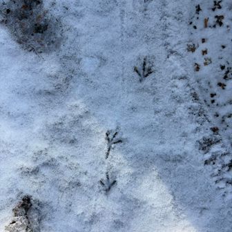 先行してたセキレイの足跡