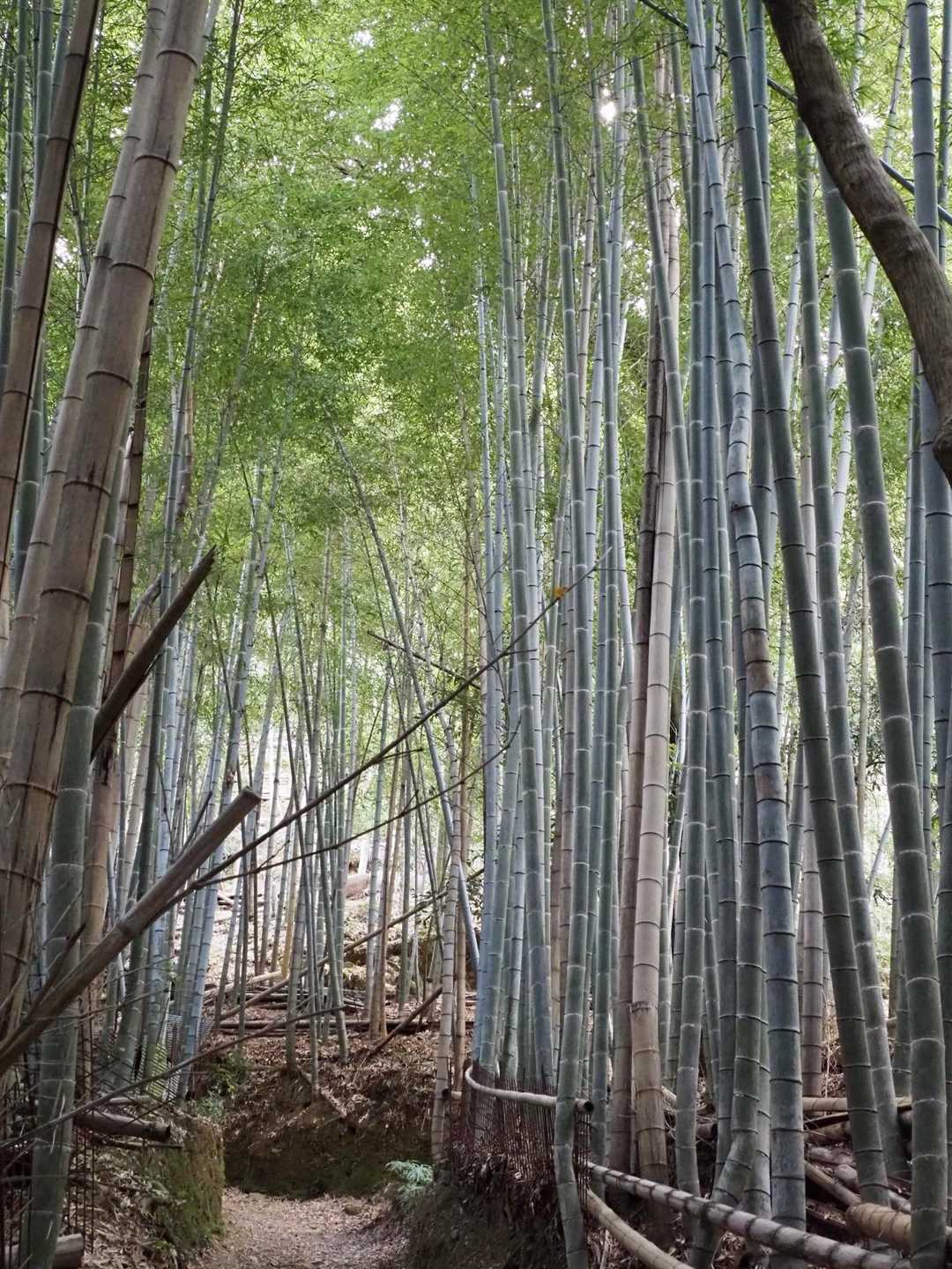 竹林になりました🌿