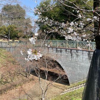 松本の城山公園は2週間後ぐらいでしょうか。