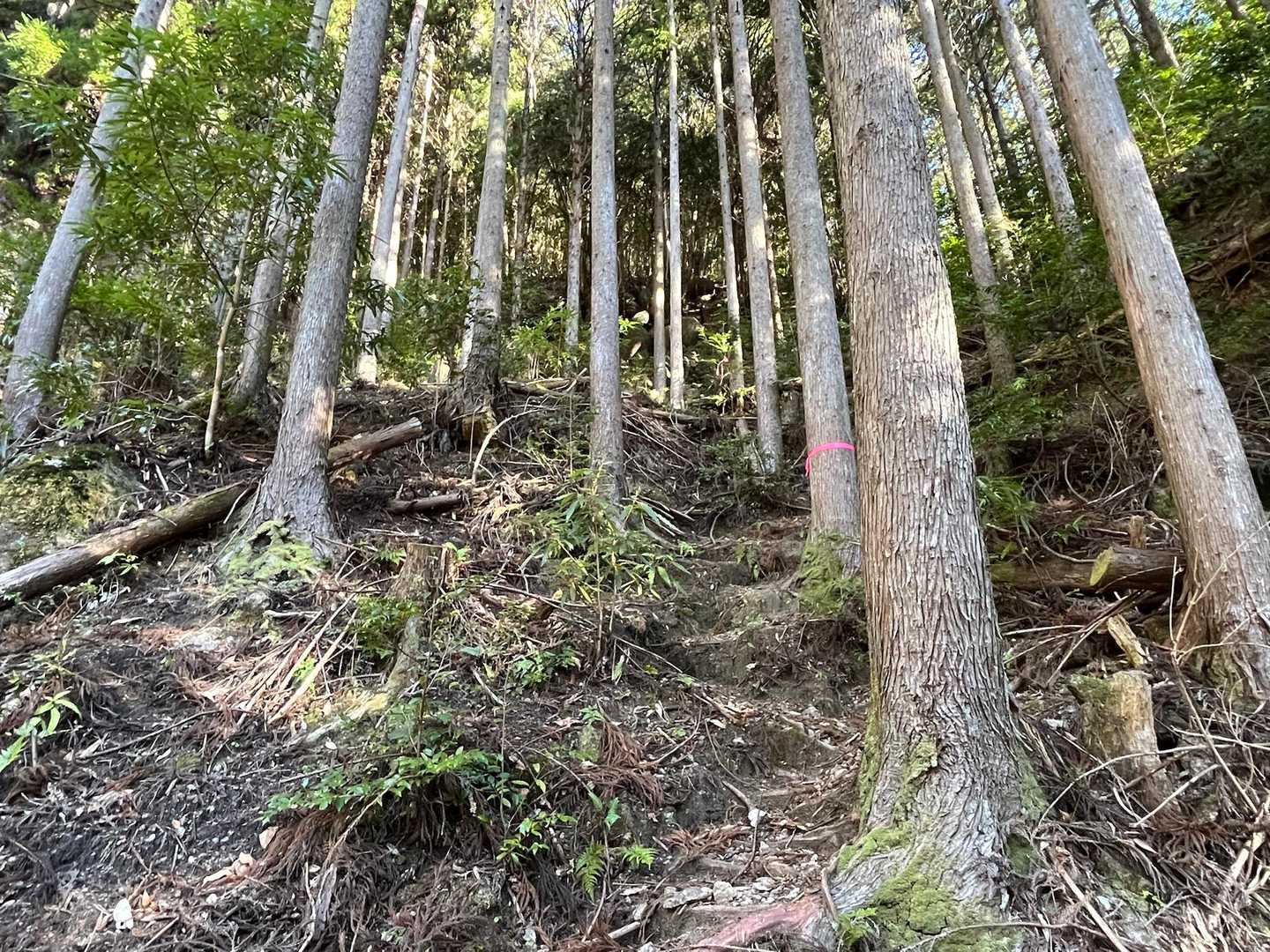 右の急斜面に移る💦