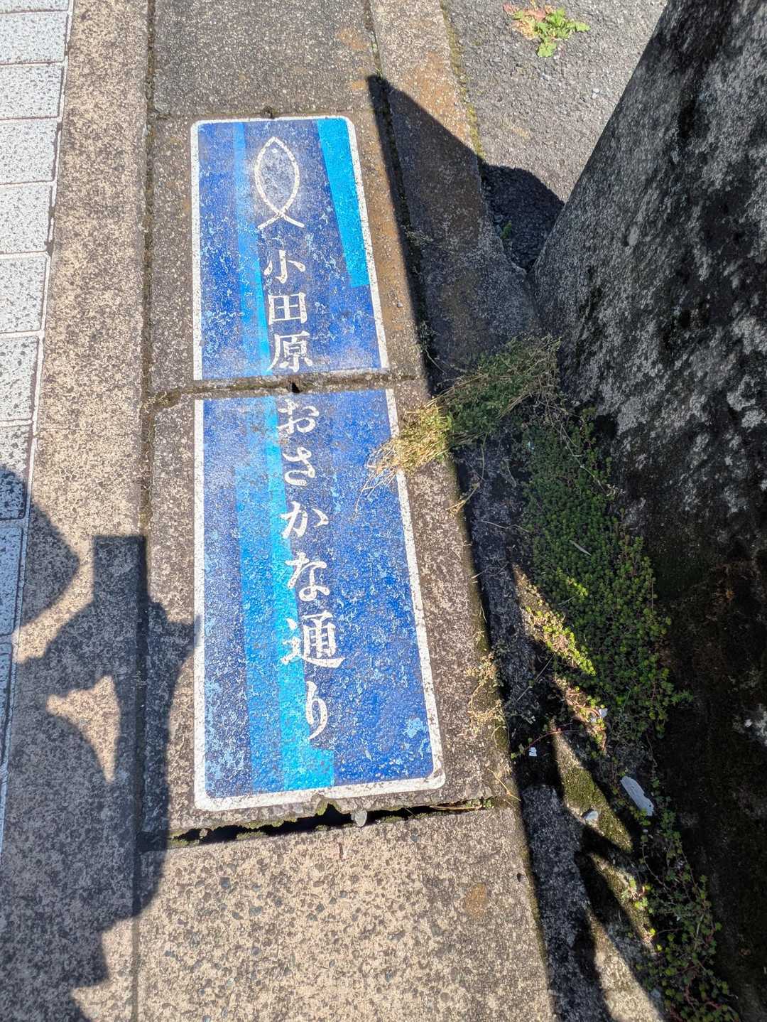 🐟️