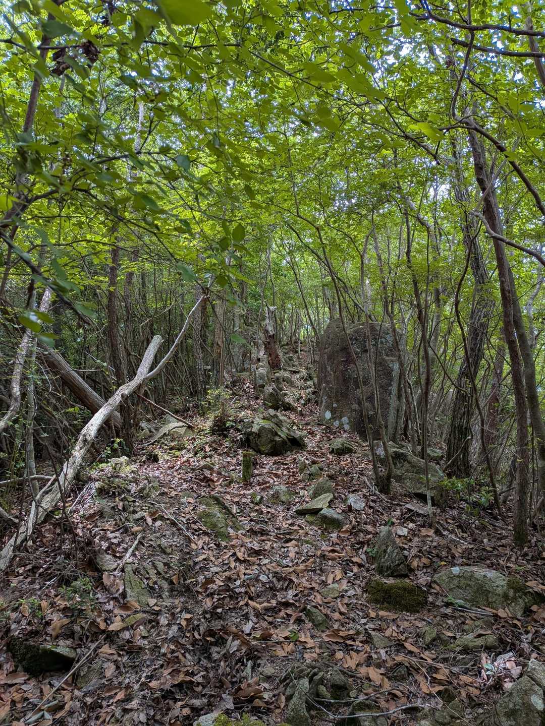 和田寺-和田寺山登山口-天神ほこら跡-和田寺山 周回コースの写真