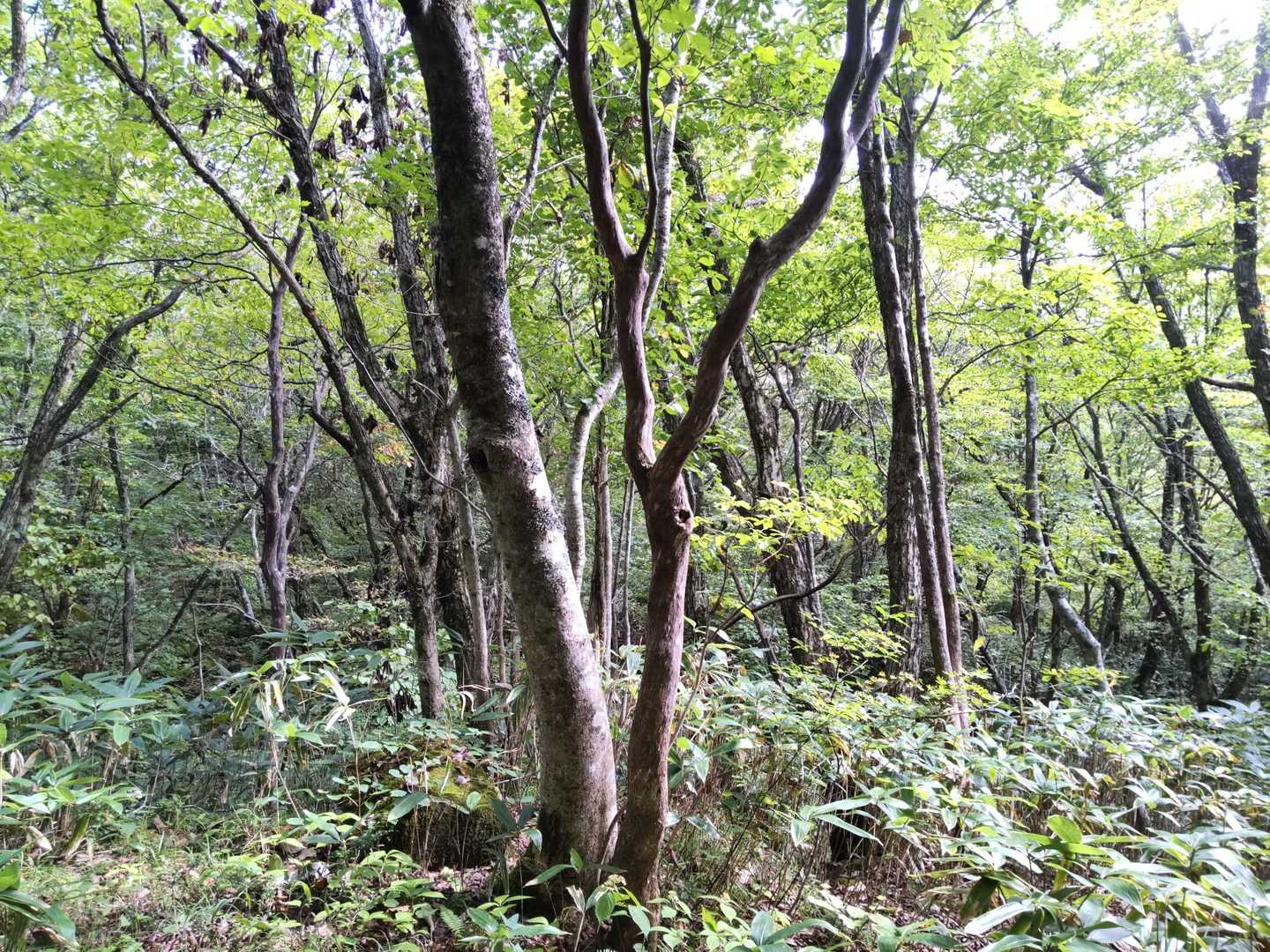 このあたり😶におった
熊鈴 鳴らしましょう！